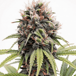 Ейфорія (Photo.Fem.) 1 шт. / Euforia 2026